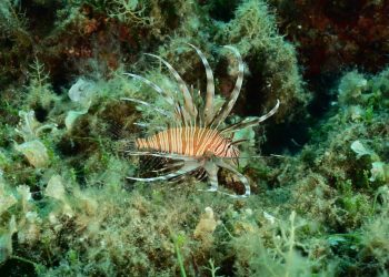 Vatrenjača se pojavila i u Nacionalnom parku Mljet