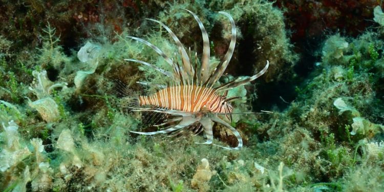 Vatrenjača se pojavila i u Nacionalnom parku Mljet