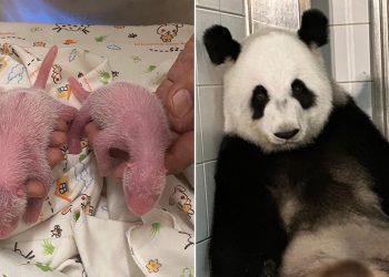 Velika panda i prva majka rodila povijesne blizance: ‘Oduševljeni smo’