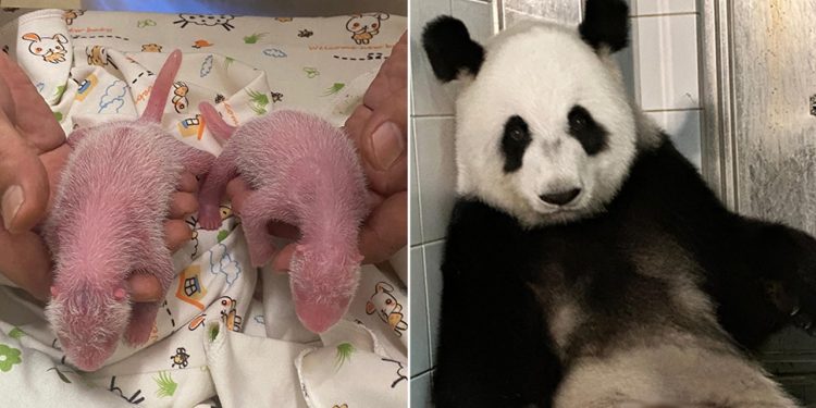 Velika panda i prva majka rodila povijesne blizance: ‘Oduševljeni smo’