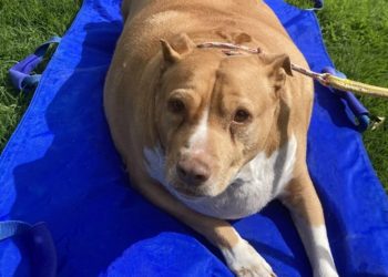 Vlasnica šopala svog psa, sud ju teško kaznio: ‘Jadni Nuggi jako je patio’