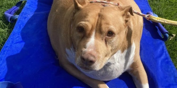 Vlasnica šopala svog psa, sud ju teško kaznio: ‘Jadni Nuggi jako je patio’