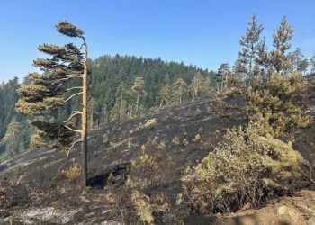 ZAŠTIĆENO PODRUČJE ‘Šumu prije požara opustošilo lokalno šumsko poduzeće’