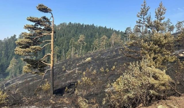 ZAŠTIĆENO PODRUČJE ‘Šumu prije požara opustošilo lokalno šumsko poduzeće’