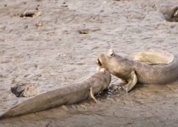 ZBILJA SU POSEBNE Ovo je riba koja i pliva i hoda!