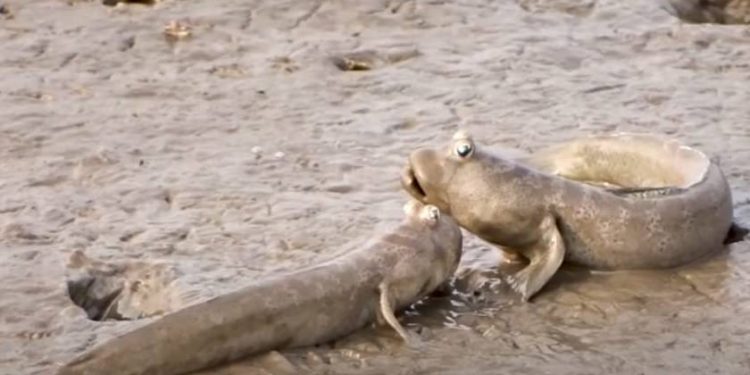 ZBILJA SU POSEBNE Ovo je riba koja i pliva i hoda!