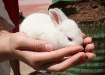 ZVIJEZDE OTKRIVAJU Znate li koji ljubimac najbolje odgovara vašem horoskopskom znaku? | NACIONAL.HR