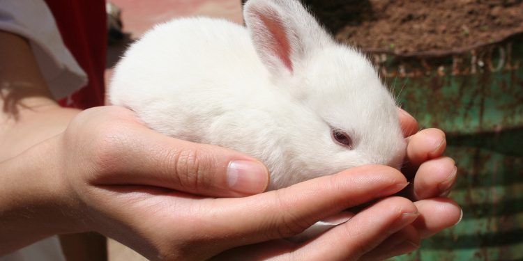 ZVIJEZDE OTKRIVAJU Znate li koji ljubimac najbolje odgovara vašem horoskopskom znaku? | NACIONAL.HR