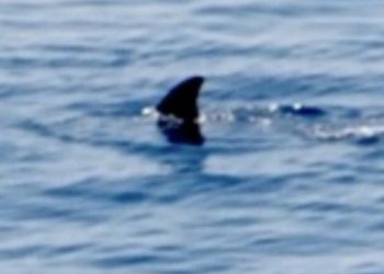 Žena mislila da je snimila kita ubojicu kod Lastova: Uskoro je dobila odgovor