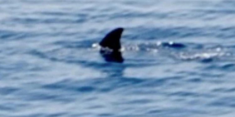 Žena mislila da je snimila kita ubojicu kod Lastova: Uskoro je dobila odgovor