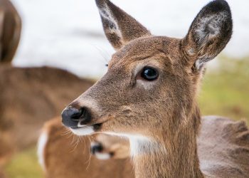 OPREZ! HAK upozorava: Srna na autocesti A5 na čvoru Đakovo | NACIONAL.HR