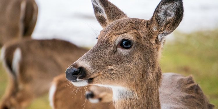 OPREZ! HAK upozorava: Srna na autocesti A5 na čvoru Đakovo | NACIONAL.HR