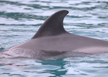 INSTITUT PLAVI SVIJET Upozorenje kupačima kod otoka Krka: Vidjeli smo dupina koji pokazuje neobično ponašanje | NACIONAL.HR
