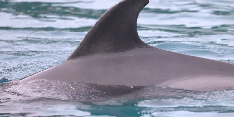 INSTITUT PLAVI SVIJET Upozorenje kupačima kod otoka Krka: Vidjeli smo dupina koji pokazuje neobično ponašanje | NACIONAL.HR