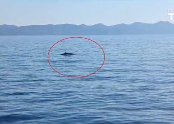 Nautičar uočio i snimio kita kod Mljeta te napravio sve po propisima – Evo i snimke!