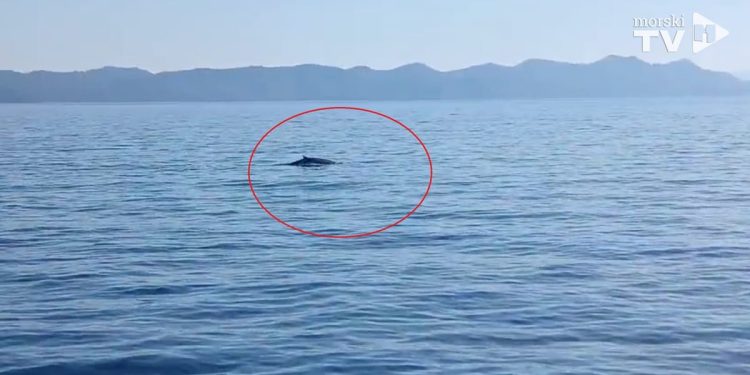 Nautičar uočio i snimio kita kod Mljeta te napravio sve po propisima – Evo i snimke!
