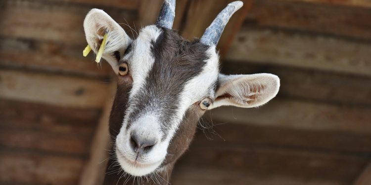 KOZE ZA ORUŽJE Rusija je počela dostavljati hranu izgladnjeloj Sjevernoj Koreji | NACIONAL.HR