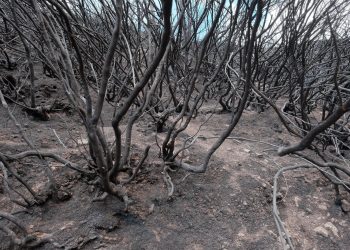 POPULARNA DESTINACIJA Požar poharao Madeiru, portugalski vatrogasci već danima se bore s buktinjom | NACIONAL.HR