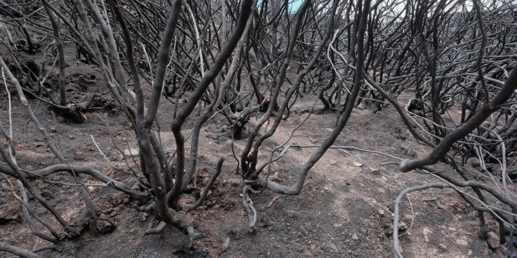 POPULARNA DESTINACIJA Požar poharao Madeiru, portugalski vatrogasci već danima se bore s buktinjom | NACIONAL.HR