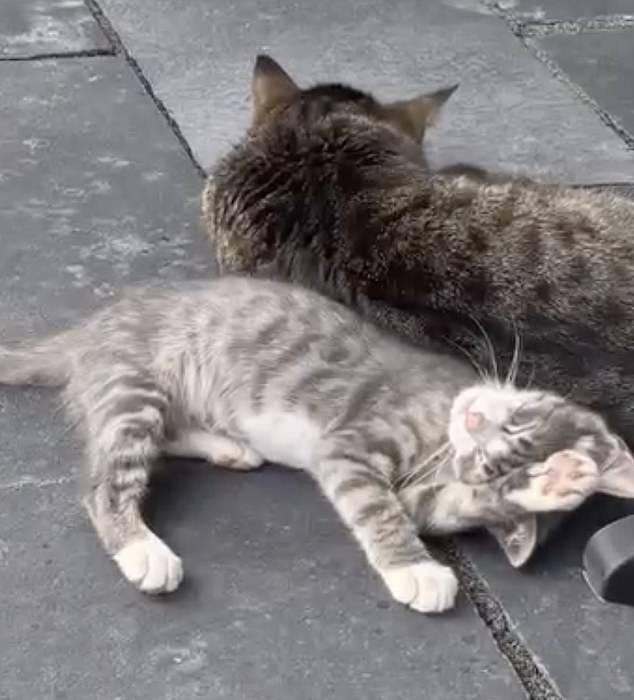 Gwen je dojila Corna i toliko se vezala za njega da je usvojila slatku zelenooku macu