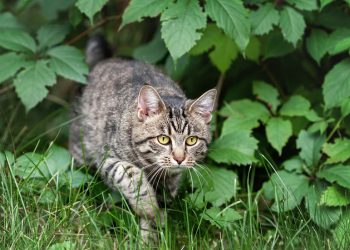 Amerikanci tvrde da imigranti jedu mačke — RT World News