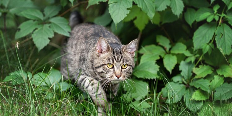 Amerikanci tvrde da imigranti jedu mačke — RT World News