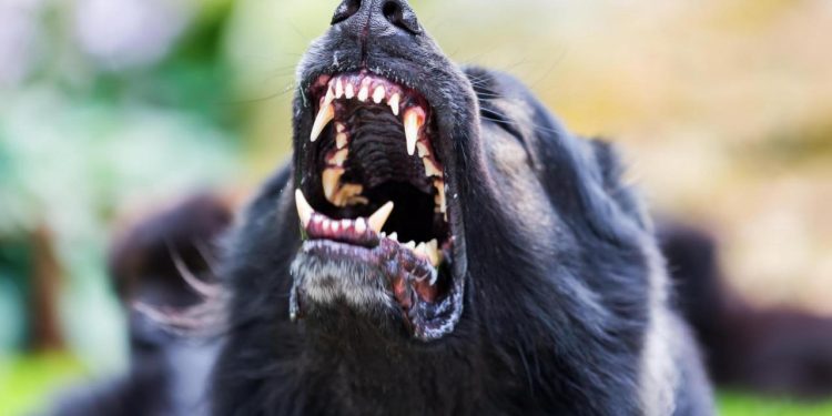 Auto Klub – Novi divljački napad: Psi čovjeku izgrizli automobil, stručnjak objasnio zašto se to događa