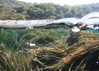 BIOPRESSADRIA Projekt smanjenja utjecaja nautičkog turizma na posidoniju u Paklinskim otocima