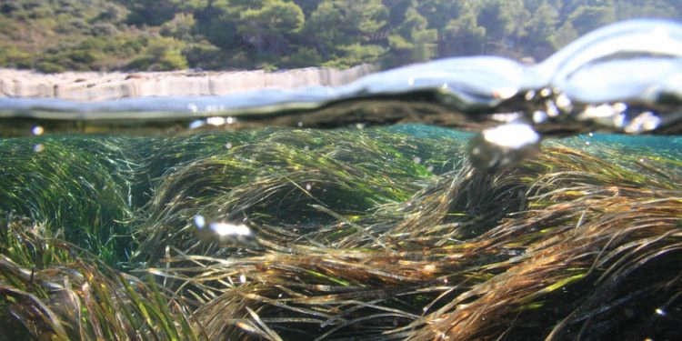 BIOPRESSADRIA Projekt smanjenja utjecaja nautičkog turizma na posidoniju u Paklinskim otocima