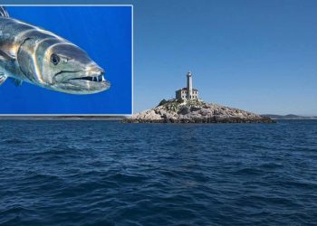 Barakuda u samoobrani kod otočića Blitvenica napala podmorskog ribolovca