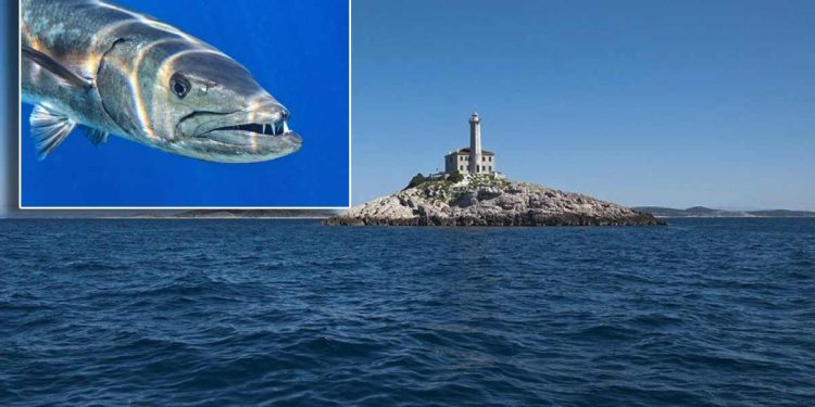 Barakuda u samoobrani kod otočića Blitvenica napala podmorskog ribolovca
