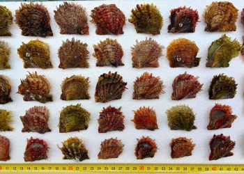 Biolog pronašao invazivne školjke bisernice na Braču: “Nikad više živih primjeraka