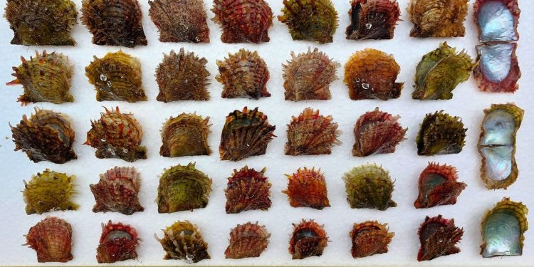 Biolog pronašao invazivne školjke bisernice na Braču: “Nikad više živih primjeraka