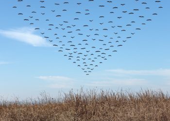 Borbeni zrakoplovi NATO-a jurili za jatom ptica – mediji — RT Rusija i bivši Sovjetski Savez