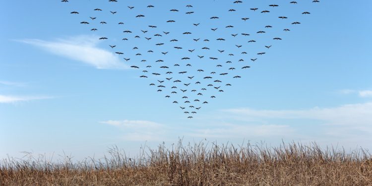 Borbeni zrakoplovi NATO-a jurili za jatom ptica – mediji — RT Rusija i bivši Sovjetski Savez