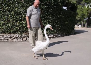 ČOVJEK I LABUD S JADRIJE Jedan događaj koji je promijenio dva života