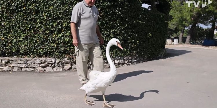 ČOVJEK I LABUD S JADRIJE Jedan događaj koji je promijenio dva života