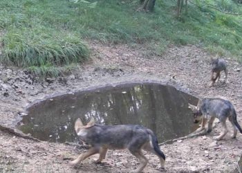 Čopor vukova šeta po Kastvu!