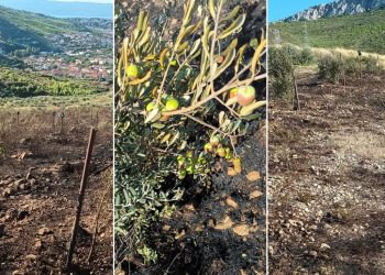 Čovjeku iz Žrnovnice izgorio maslinik. Na njemu je bilo posađeno 600 mladih maslina: “Drugi put da mi gori maslinik u posljednjih sedam godina…”