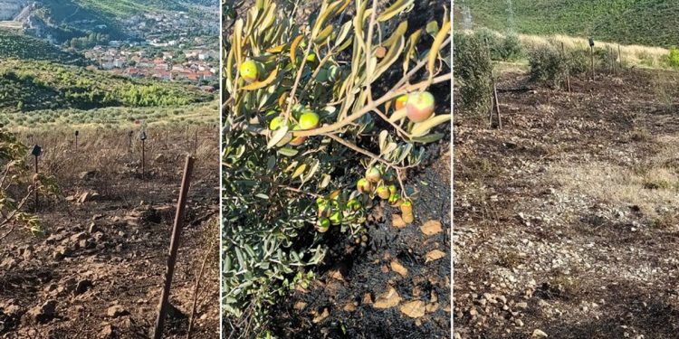 Čovjeku iz Žrnovnice izgorio maslinik. Na njemu je bilo posađeno 600 mladih maslina: “Drugi put da mi gori maslinik u posljednjih sedam godina…”