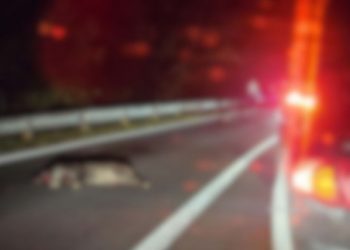 DIVLJE SVINJE NA M17 Materijalna šteta na automobilima, stradale dvije životinje