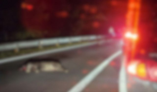 DIVLJE SVINJE NA M17 Materijalna šteta na automobilima, stradale dvije životinje