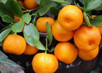 Dolina Neretve dobit će Centar za agrume