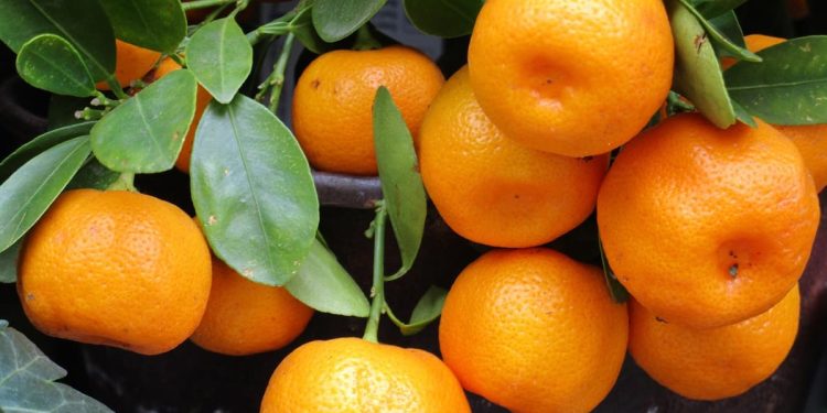 Dolina Neretve dobit će Centar za agrume