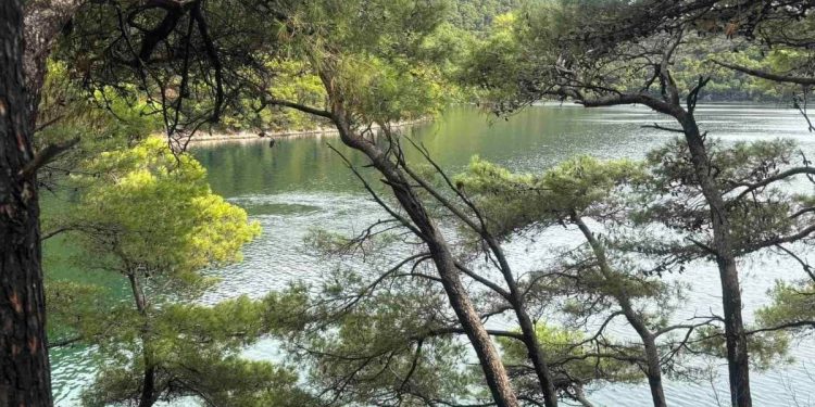 FOTO Pojavile se brojne vrulje u Nacionalnom parku Mljet
