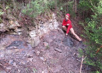 Fosili biljaka otkriveni u drevnoj šumi Tasmanije pričaju ‘nevjerojatnu priču’