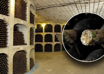 Gosti mogu obići podzemne tunele Milestii Mici, najvećeg vinskog podruma na svijetu