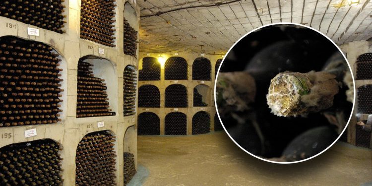 Gosti mogu obići podzemne tunele Milestii Mici, najvećeg vinskog podruma na svijetu