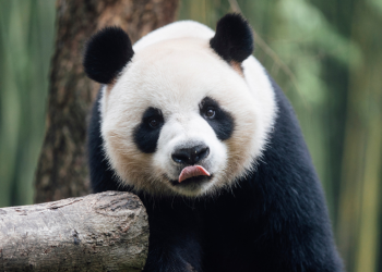 Hong Kong predstavio 2 divovske pande iz Pekinga, podigavši ​​nade za razvoj turizma