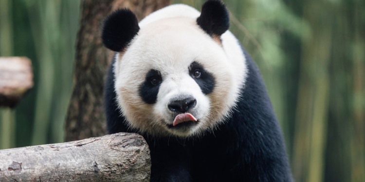 Hong Kong predstavio 2 divovske pande iz Pekinga, podigavši ​​nade za razvoj turizma